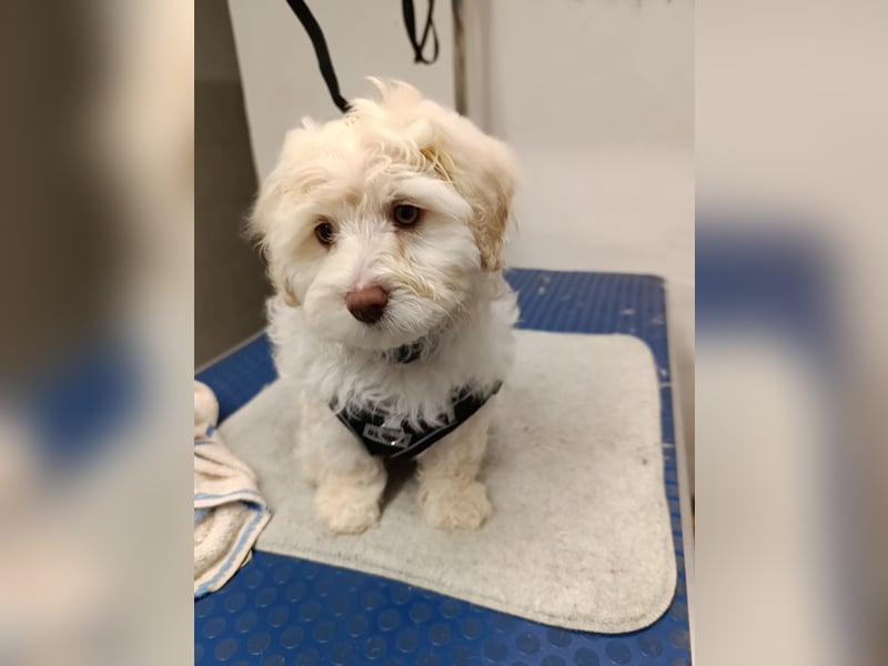 Havapoo Rüden, ähnlich Maltipoo, zur sofortigen Abgabe