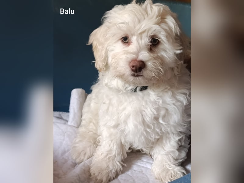 Havapoo Rüden, ähnlich Maltipoo, zur sofortigen Abgabe