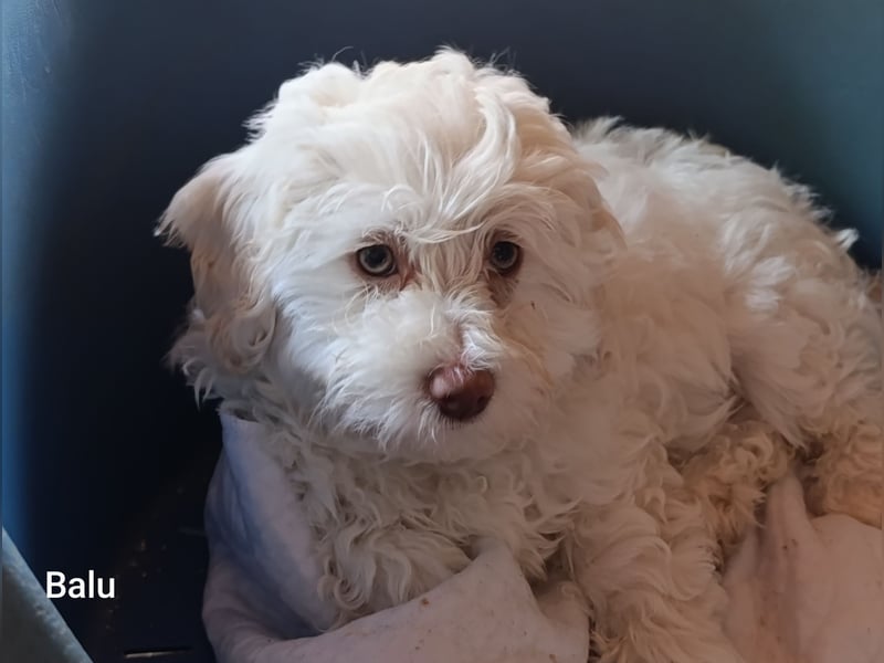 Havapoo Rüden, ähnlich Maltipoo, zur sofortigen Abgabe