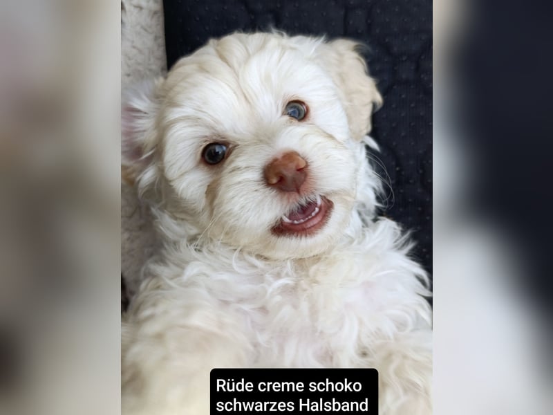 Abgabebereit: schoko Havapoos in verschiedenen Farben