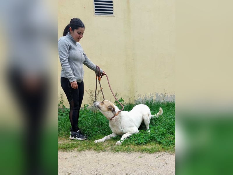 BALOO-unglaublich freundlicher, offener,lieber,lebensfroher Bub sucht endlich sein Für-immer-Zuhause
