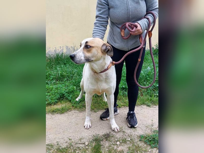 BALOO-unglaublich freundlicher, offener,lieber,lebensfroher Bub sucht endlich sein Für-immer-Zuhause