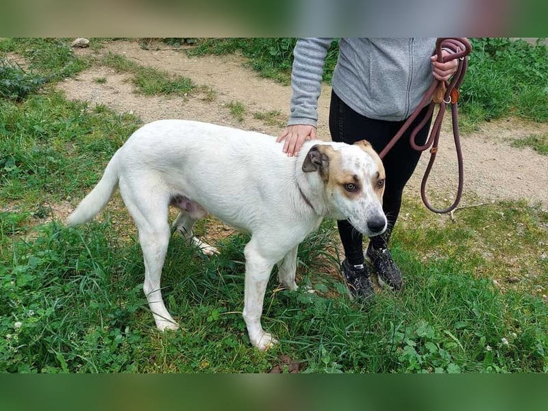BALOO-unglaublich freundlicher, offener,lieber,lebensfroher Bub sucht endlich sein Für-immer-Zuhause