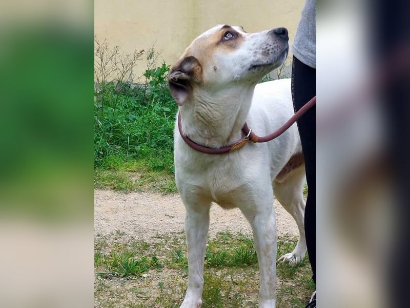 BALOO-unglaublich freundlicher, offener,lieber,lebensfroher Bub sucht endlich sein Für-immer-Zuhause