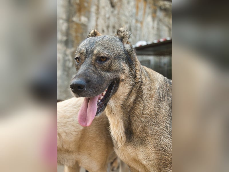 HSH-Mix LILY❤️verzaubert mit ihrem lieben, verschmusten Wesen