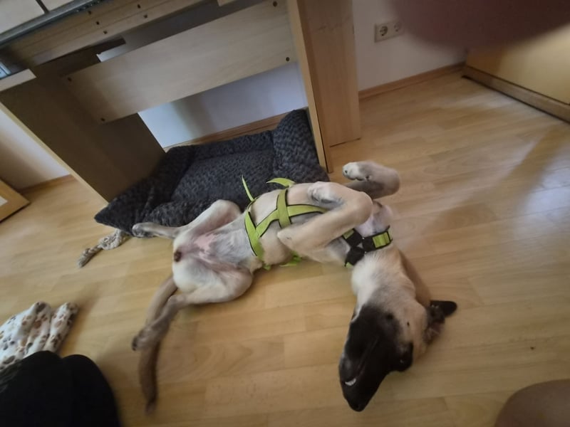 Skadi II 284176 sucht ein zu Hause