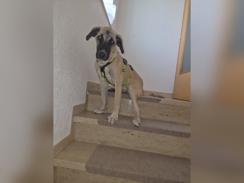 Skadi II 284176 sucht ein zu Hause