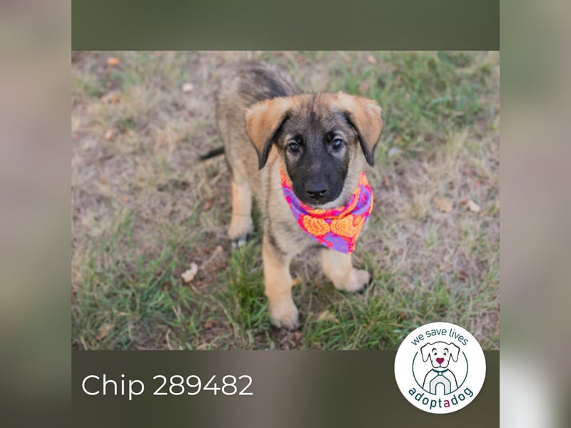 Chip 289482 sucht ein zu Hause