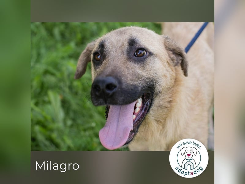 Milagro 255482 sucht ein zu Hause