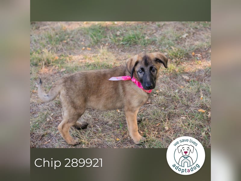 Chip 289921 sucht ein zu Hause