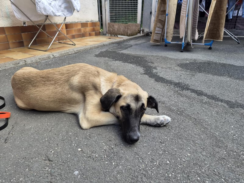 Skadi II 284176 sucht ein zu Hause