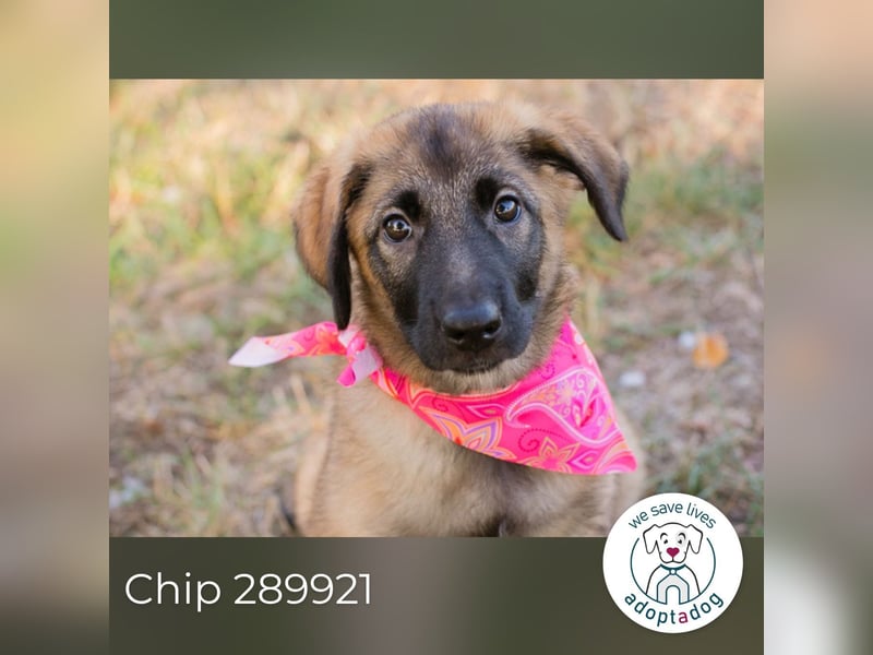 Chip 289921 sucht ein zu Hause