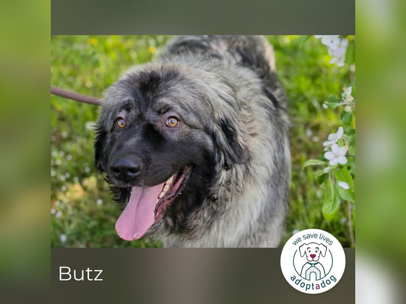 Butz 256853 sucht ein zu Hause