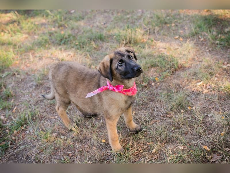 Chip 289921 sucht ein zu Hause