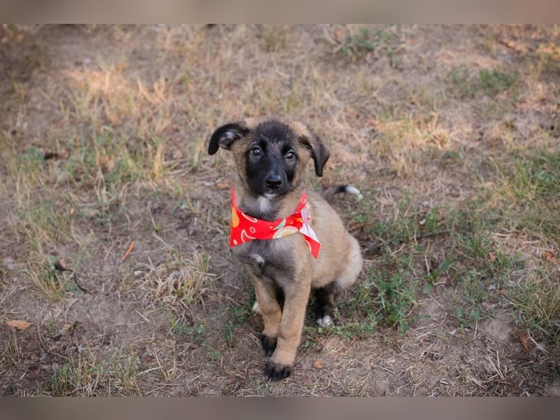 Chip 277708 sucht ein zu Hause