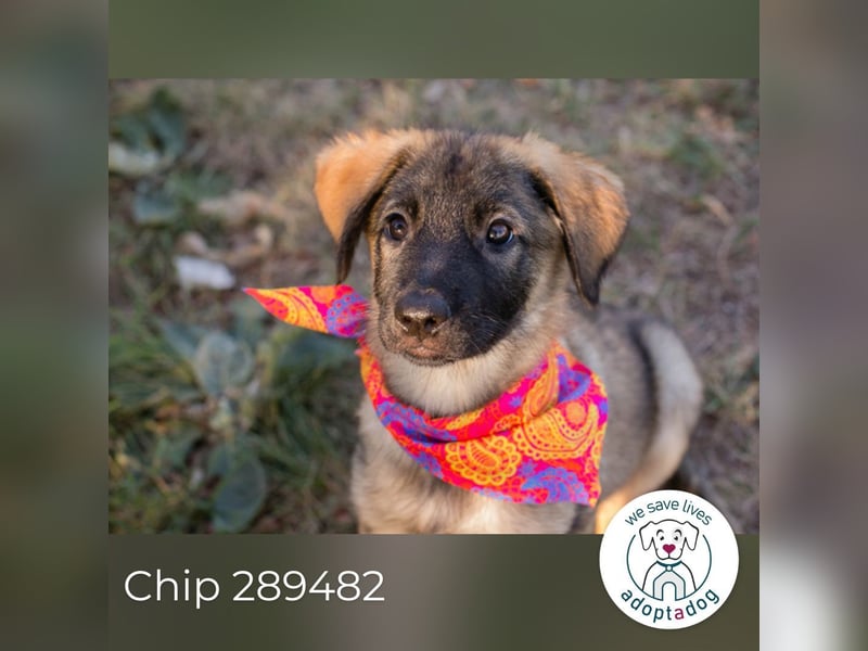 Chip 289482 sucht ein zu Hause