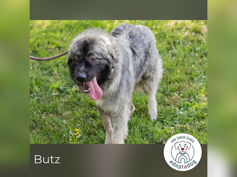 Butz 256853 sucht ein zu Hause