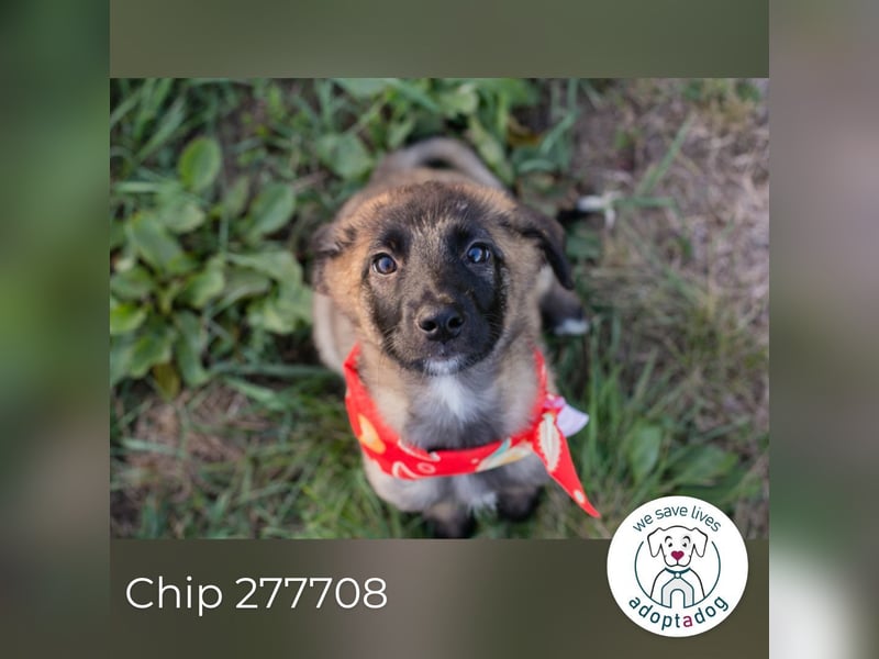 Chip 277708 sucht ein zu Hause