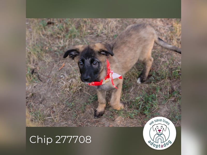 Chip 277708 sucht ein zu Hause