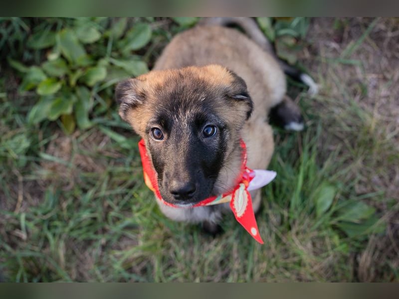 Chip 277708 sucht ein zu Hause