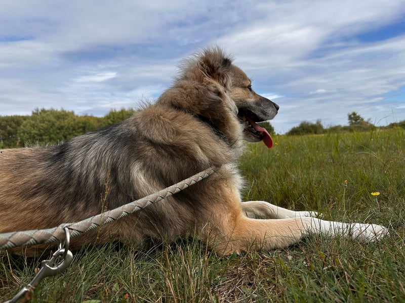 Ikarus - liebenswerter Herdenschutzhund