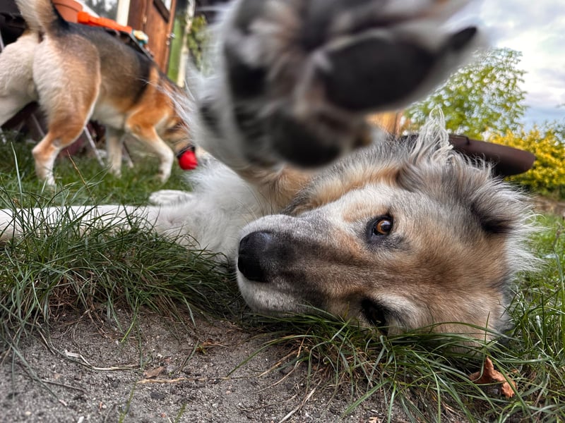 Ikarus - liebenswerter Herdenschutzhund