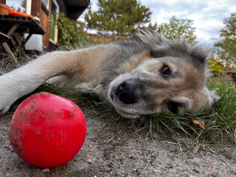 Ikarus - liebenswerter Herdenschutzhund