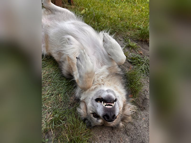 Ikarus - liebenswerter Herdenschutzhund