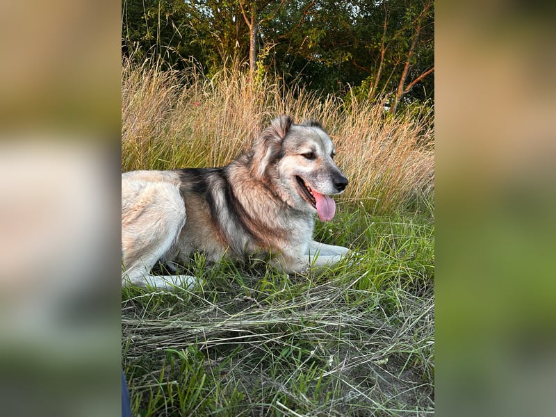 Ikarus - liebenswerter Herdenschutzhund