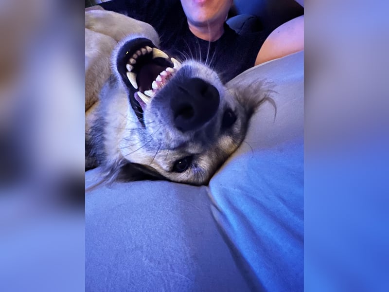 Ikarus - liebenswerter Herdenschutzhund