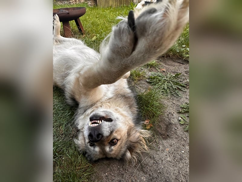Ikarus - liebenswerter Herdenschutzhund