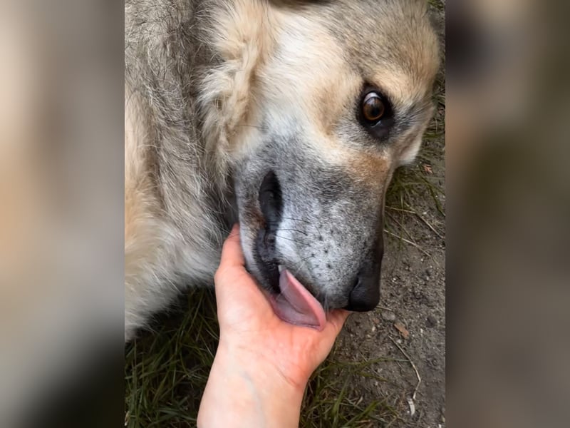 Ikarus - liebenswerter Herdenschutzhund