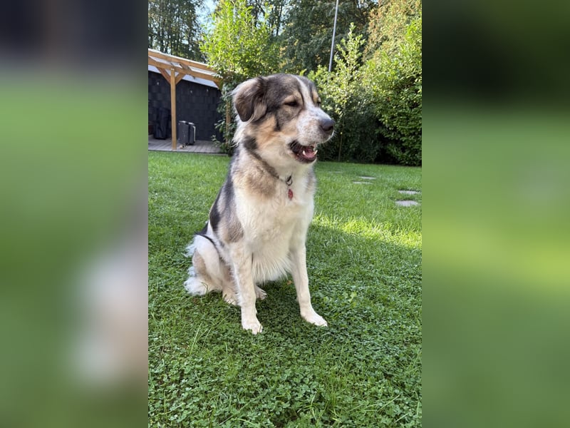 Fritz ❤️ Herdenschutzhund-Mischling auf der Suche