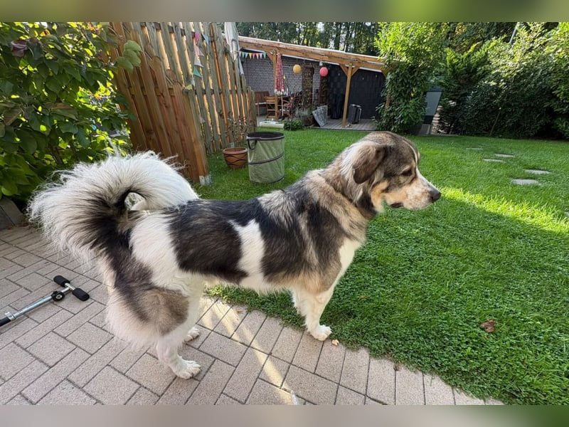 Fritz ❤️ Herdenschutzhund-Mischling auf der Suche