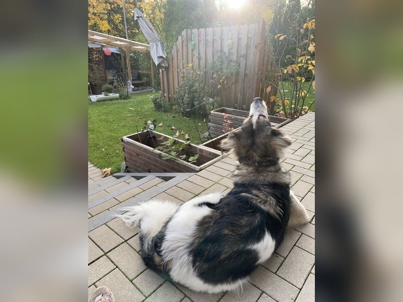 Fritz ❤️ Herdenschutzhund-Mischling auf der Suche