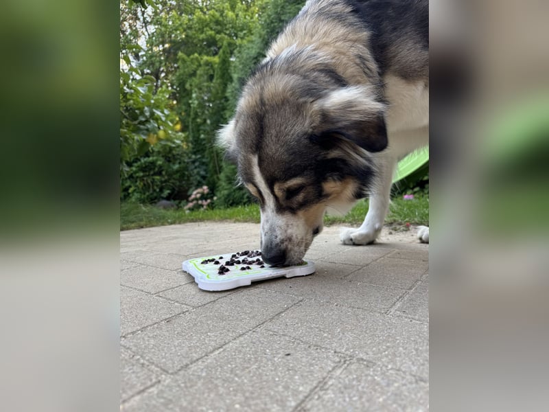 Fritz ❤️ Herdenschutzhund-Mischling auf der Suche