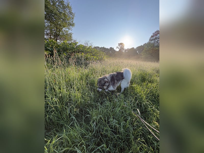 Fritz ❤️ Herdenschutzhund-Mischling auf der Suche