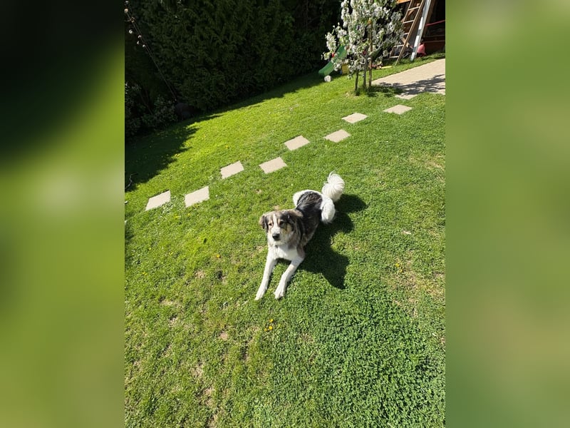 Fritz ❤️ Herdenschutzhund-Mischling auf der Suche