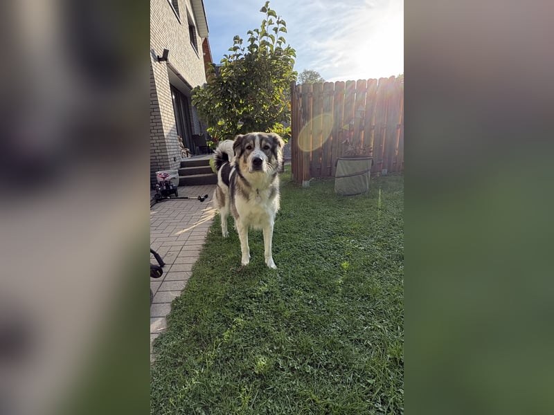 Fritz ❤️ Herdenschutzhund-Mischling auf der Suche