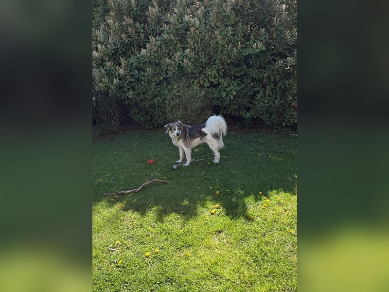 Fritz ❤️ Herdenschutzhund-Mischling auf der Suche