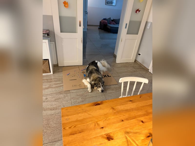 Fritz ❤️ Herdenschutzhund-Mischling auf der Suche