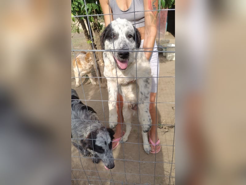 Nepomuk – Familienschatzhund sucht rettende Familie!