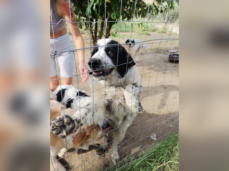 Nemo: „Ich will ein Familienschatzhund werden!“