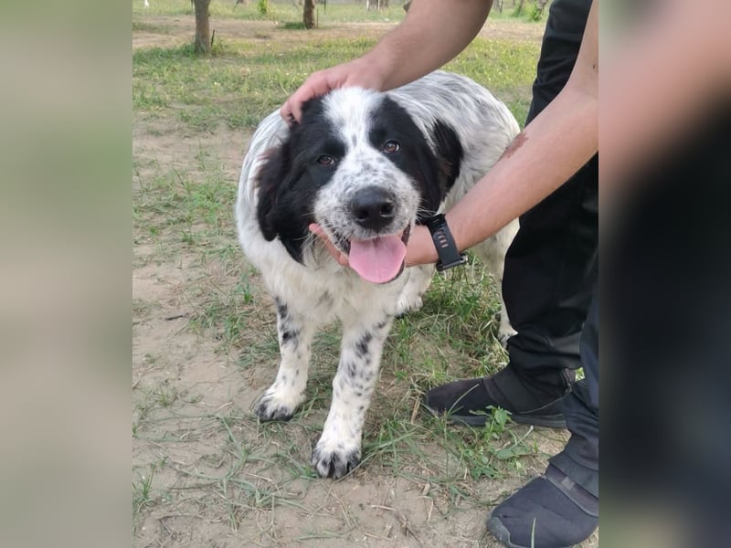 Nemo: „Ich will ein Familienschatzhund werden!“