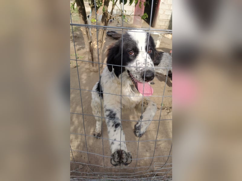 Nemo: „Ich will ein Familienschatzhund werden!“