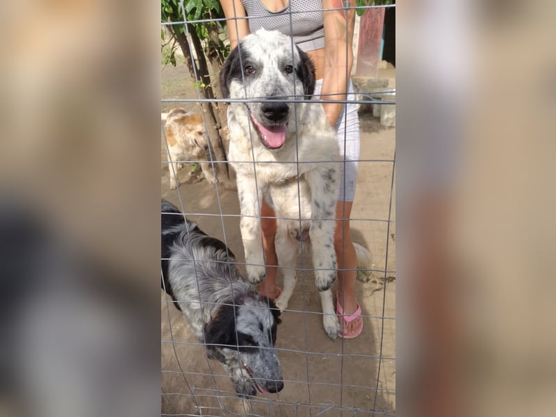 Nepomuk – Familienschatzhund sucht rettende Familie!