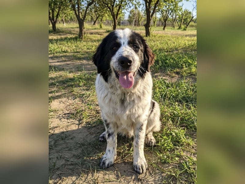 Nemo: „Ich will ein Familienschatzhund werden!“