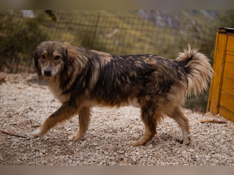 HSH-Mix-Hündin ♥ Lilly ♥ eine junge zauberhafte Fellseele für erfahrene Hundehalter