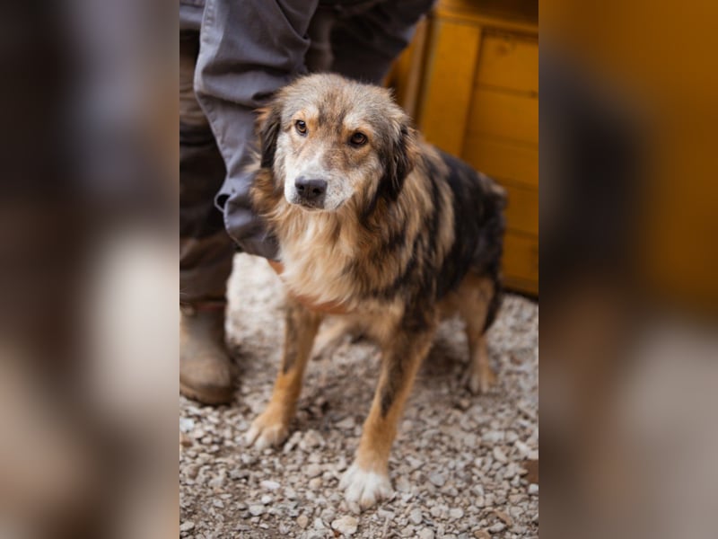 HSH-Mix-Hündin Lilly - eine so zauberhafte Fellseele für erfahrene Hundehalter