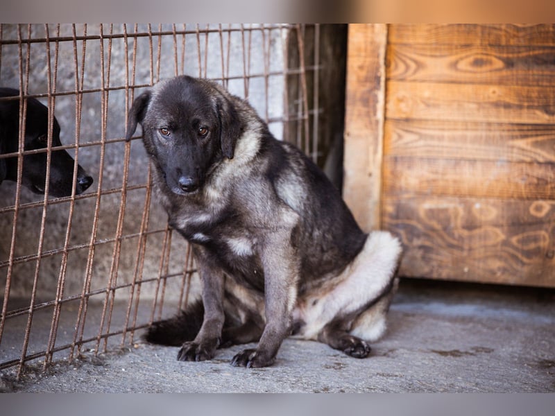 HSH-Mix-Hündin VIVA -  sucht Liebe, Halt und Verständnis